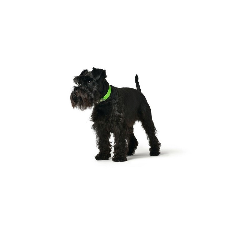 Collier pour Chien Hunter Convenience 53 61 cm L/XL Vert