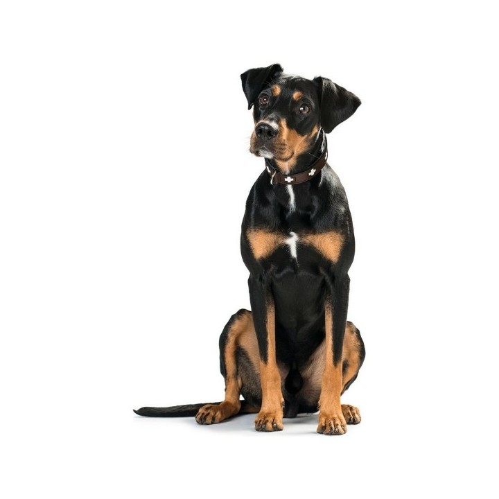 Collier pour Chien Hunter Swiss 38 43.5 cm