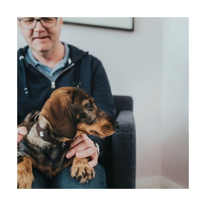 Collier pour Chien Hunter Swiss 38 43.5 cm