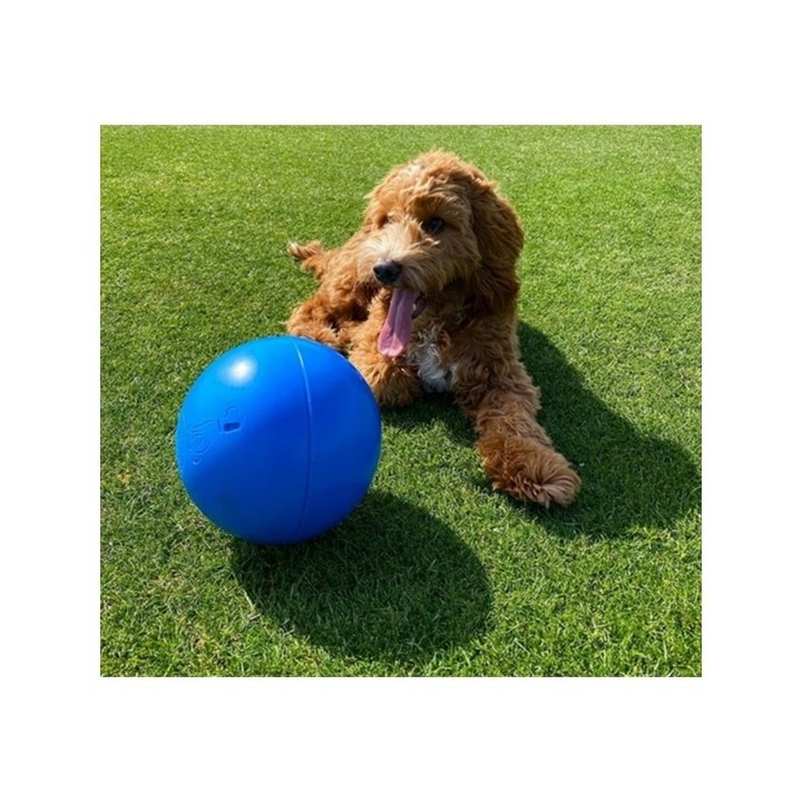 Jouet pour chien Company of Animals Boomer Bleu (100mm)