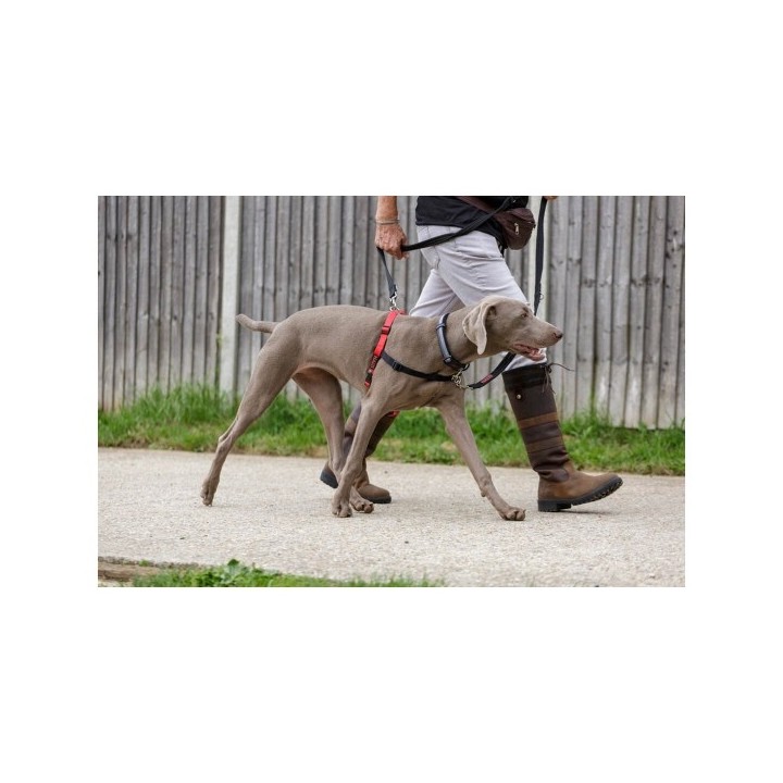 Harnais pour Chien Company of Animals Halti Noir/Rouge Taille S (36 64 cm)