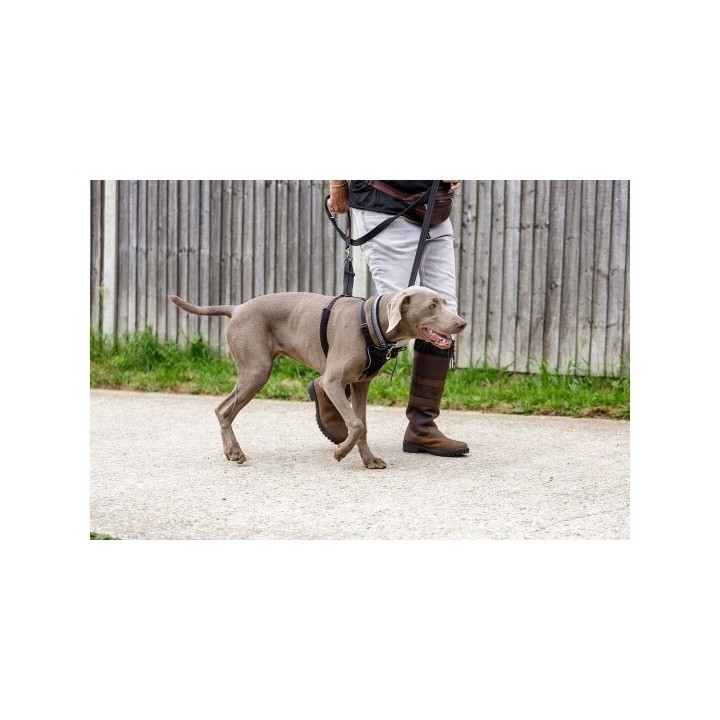 Harnais pour Chien Company of Animals Halti Taille S (26 36 cm)
