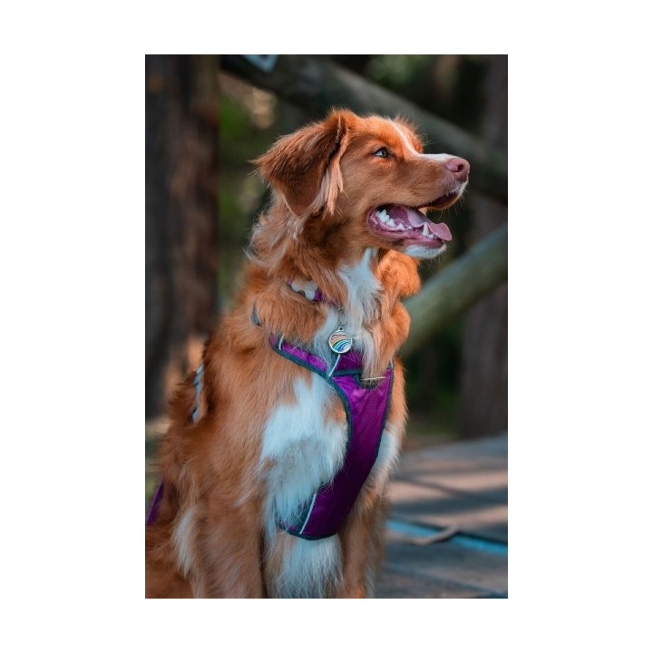 Harnais pour Chien Red Dingo Dingo 38 58 cm 46 63 cm Violet M