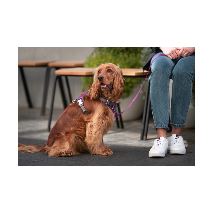 Harnais pour Chien Red Dingo Dingo 38 58 cm 46 63 cm Violet M