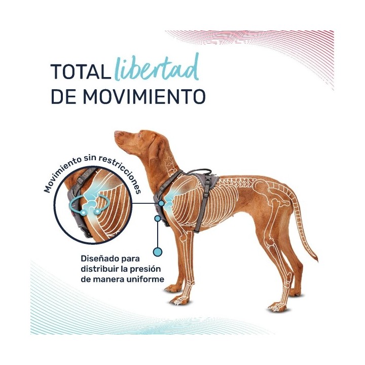 Harnais pour Chien Company of Animals Turquoise S 28 42 cm