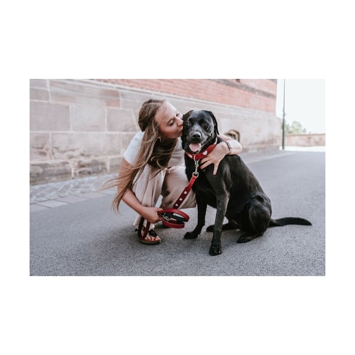 Laisse pour Chien Hunter Rouge 2 m Réglable