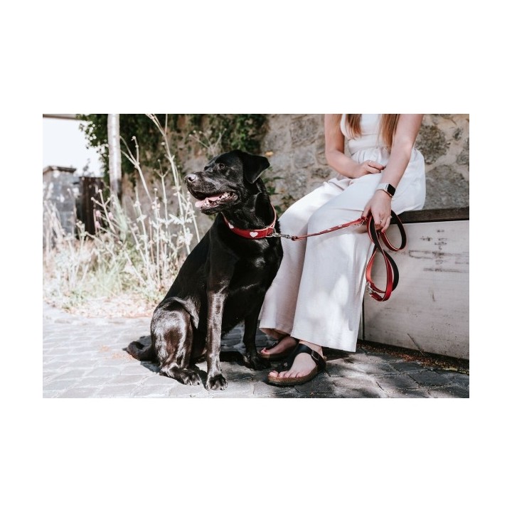 Laisse pour Chien Hunter Rouge 2 m Réglable